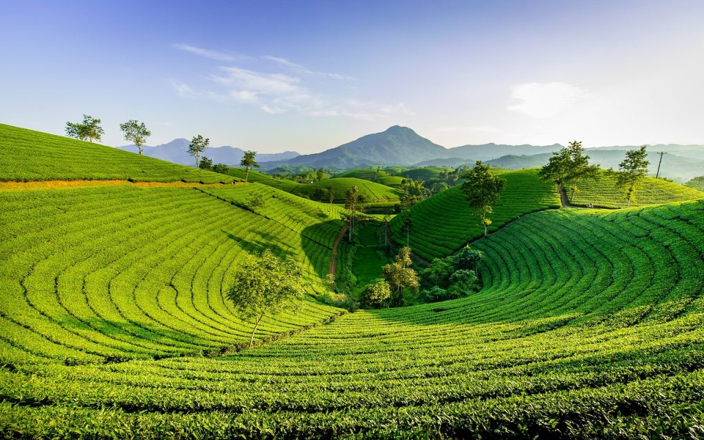hills of green tea