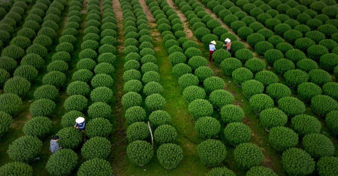 rows of tea plants