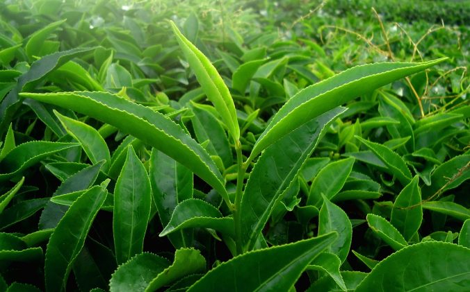 leaf of green tea
