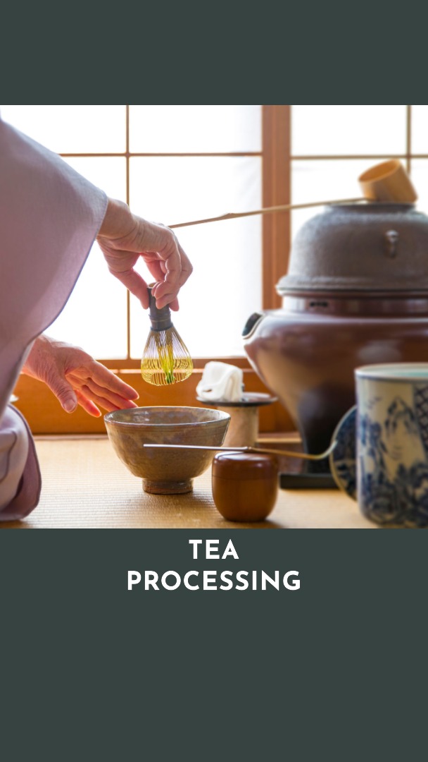 processing tea